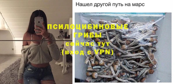 хмурый Аркадак